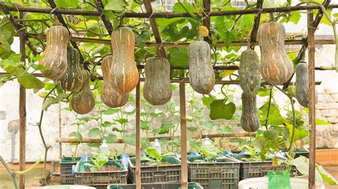 grow pumpkins on old metal box spring|diy pumpkin trellis.